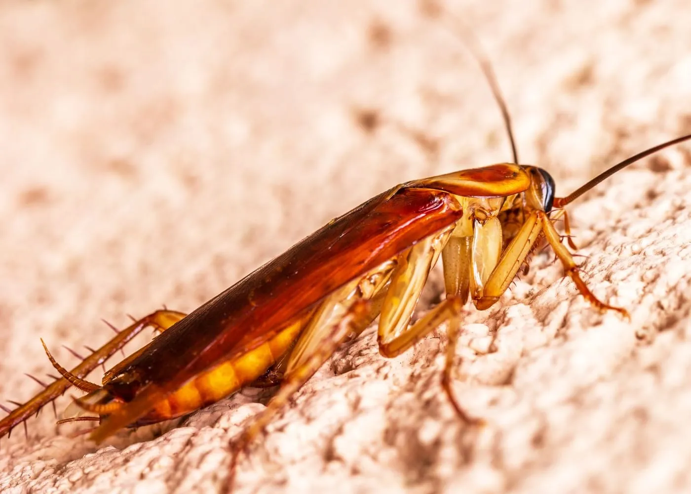 General pest treatment