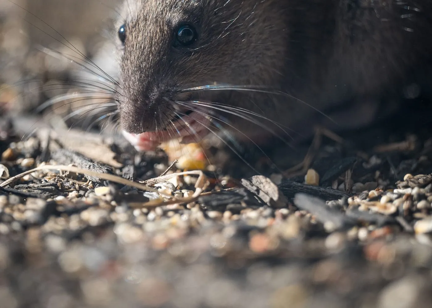 Rodent control